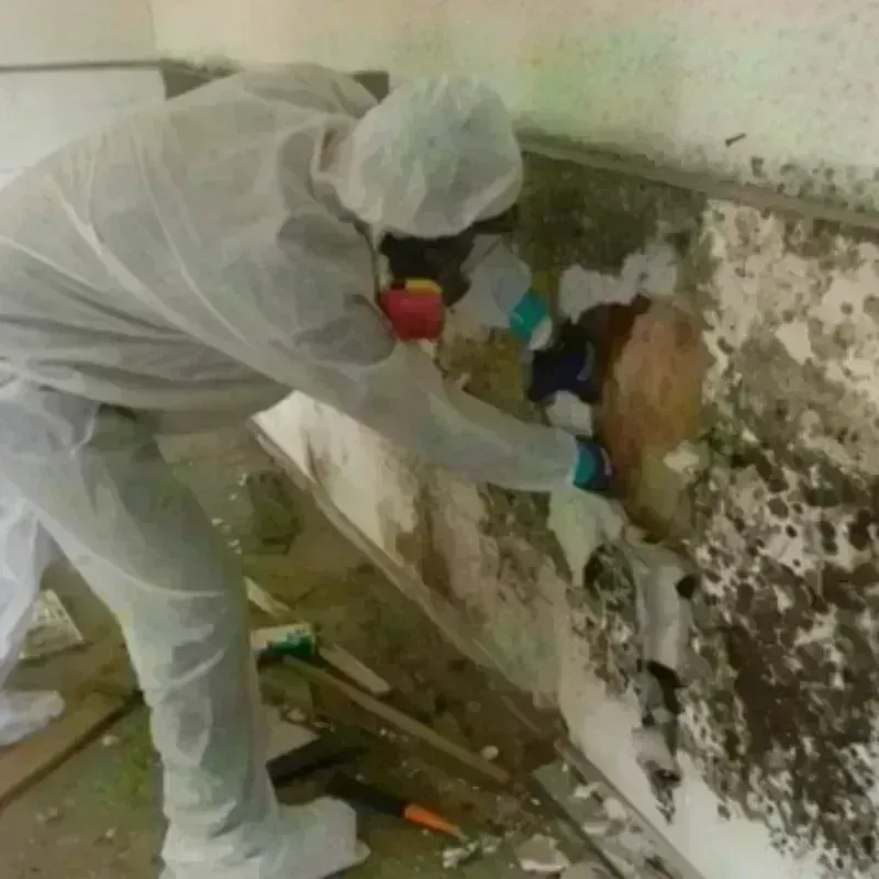 Mold Remediation and Removal in Easton, ME